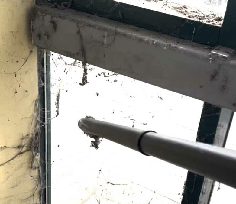War­um soll­te man Spinn­we­ben ent­fer­nen?